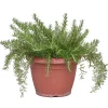 Rosmarino prostrato vaso ø 25 cm