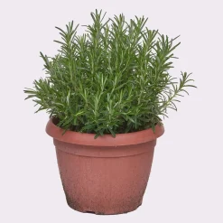 Rosmarino vaso ø 25 cm