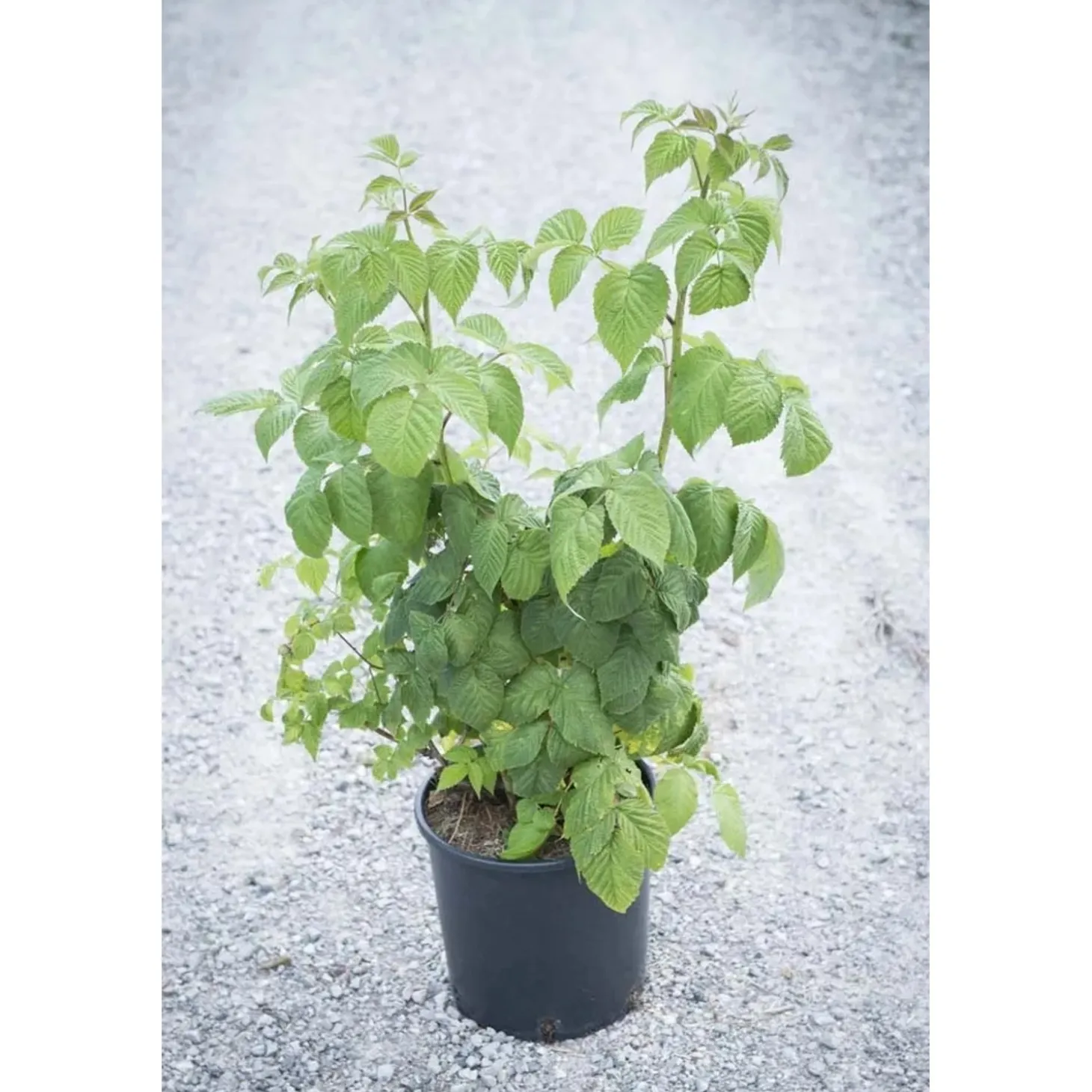 Rubus idaeus - Lampone