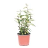 Salice oleoso sempreverde H45 cm Vaso 3L