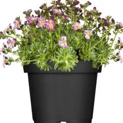 Saxifraga H20 x vaso Ø 13 cm