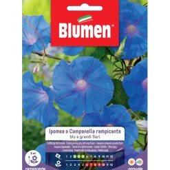 Semi Blumen Ipomea o campanella rampicante blu
