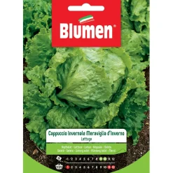 Semi Blumen Lattuga a cappuccio invernale