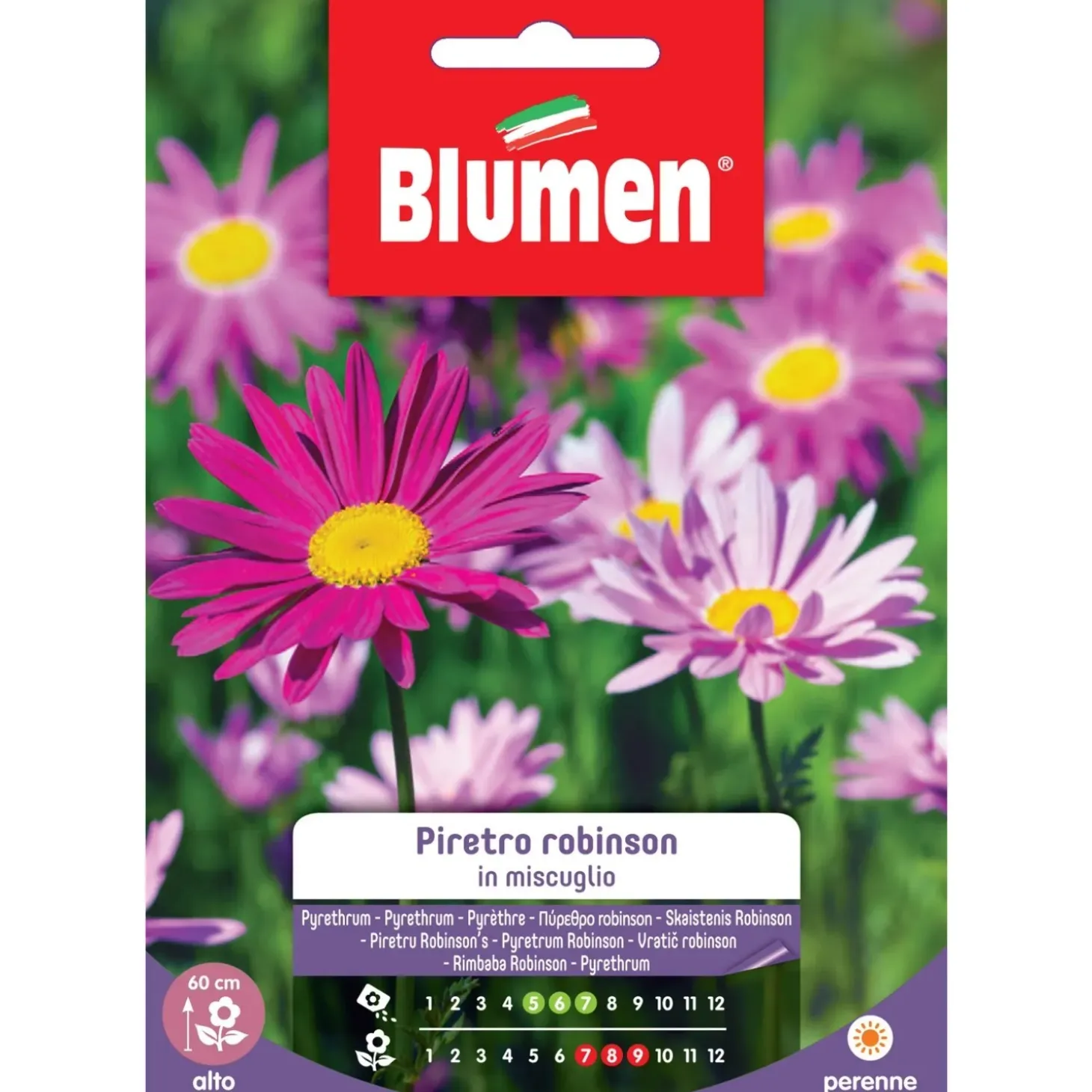 Semi Blumen Piretro Robinson