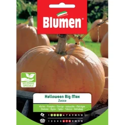 Semi Blumen Zucca di Halloween