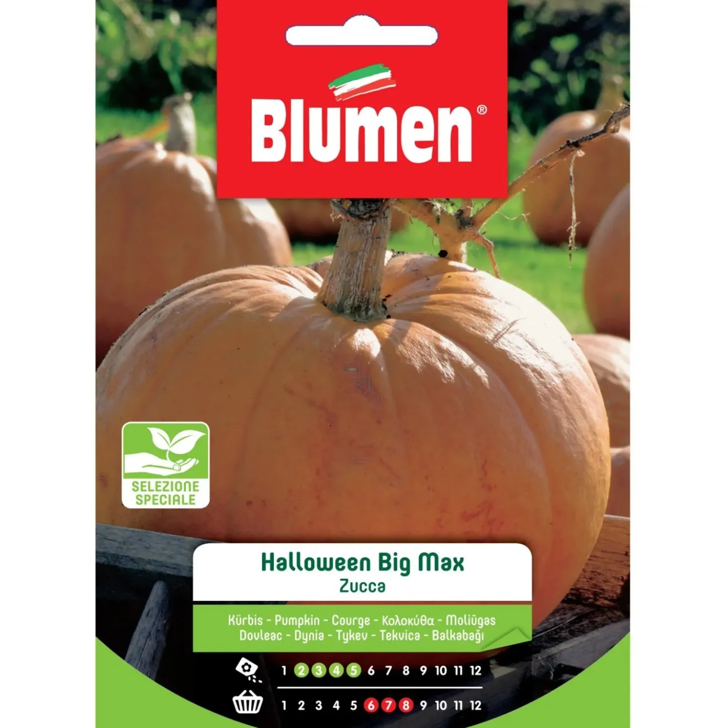 Semi Blumen Zucca di Halloween