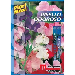 Semi fiori Pisello odoroso