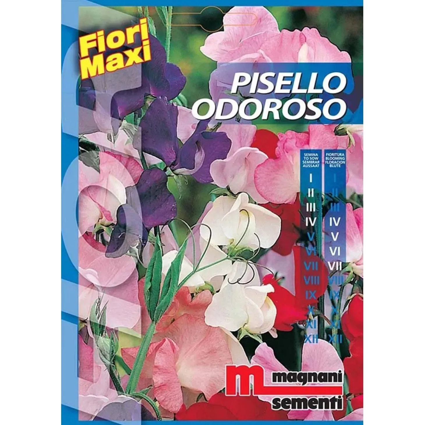 Semi fiori Pisello odoroso
