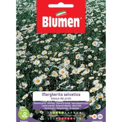 Semi Blumen Margheritina selvatica bianca dei prati
