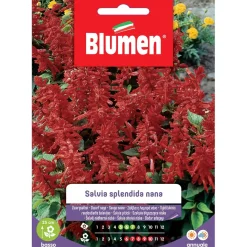 Semi Blumen Salvia splendida nana