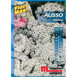 Semi fiori Alisso bianco