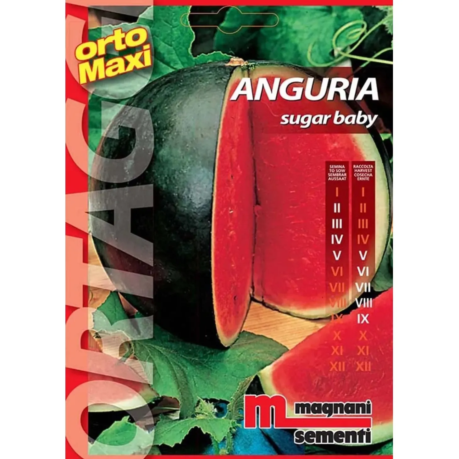 Semi orto maxi Anguria Sugar Baby