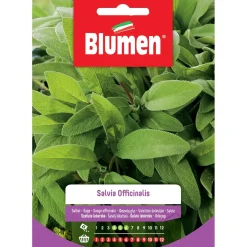 Semi Salvia officinalis Blumen