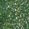 Siepe artificiale Osmanthus 3D in HDPE 1x2 m verde/marrone