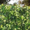 Siepe artificiale Tenax Saltus in polietilene H 1 m x L 1 m verde