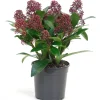 Skimmia japonica Rubella con vaso Ø 15 cm