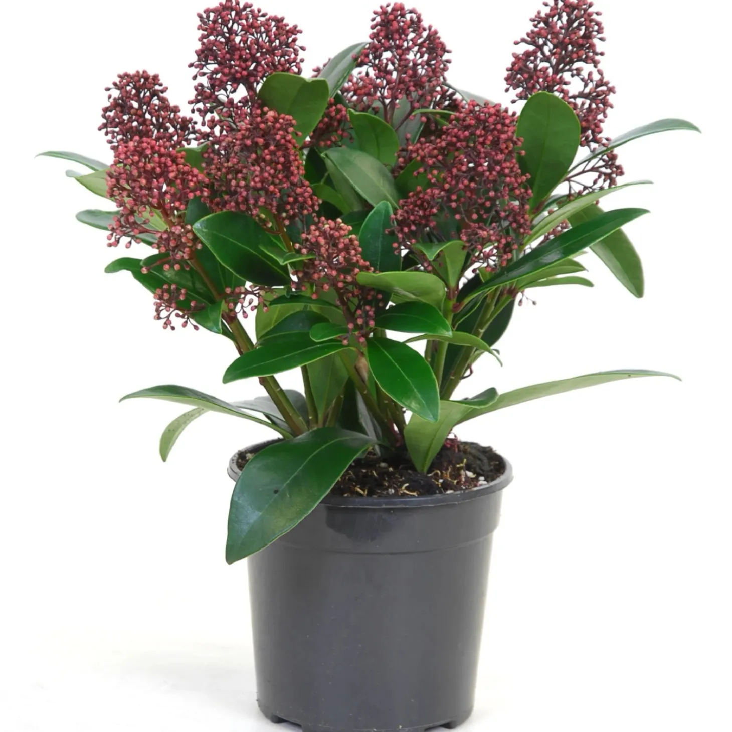 Skimmia japonica Rubella con vaso Ø 15 cm