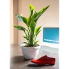 Strelitzia nicolai