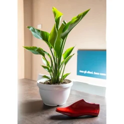Strelitzia nicolai