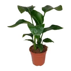 Strelitzia Nicolai vaso 17 cm