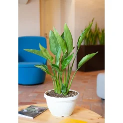 Strelitzia reginae