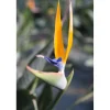 Strelitzia reginae h cm 80/100