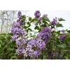 Syringa vulgaris - Lillà