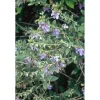 Teucrium fructicans vaso lt 10