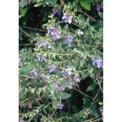 Teucrium fructicans vaso lt 10