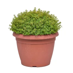 Timo citriodora aurea vaso ø 25 cm