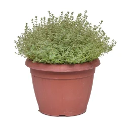 Timo silver queen vaso ø 25 cm