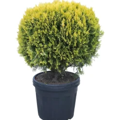 Tuia dorata palla 70-80 cm