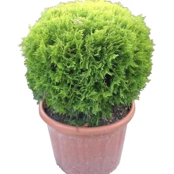 Tuia dorata palla 40-50 cm