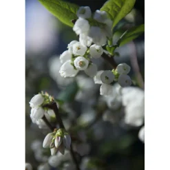 Vaccinium corymbosum cespuglio h 60/80 cm