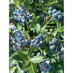 Vaccinium corymbosum - Mirtillo
