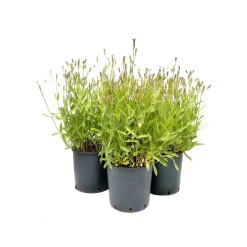 Verbena bonariensis clt. 10