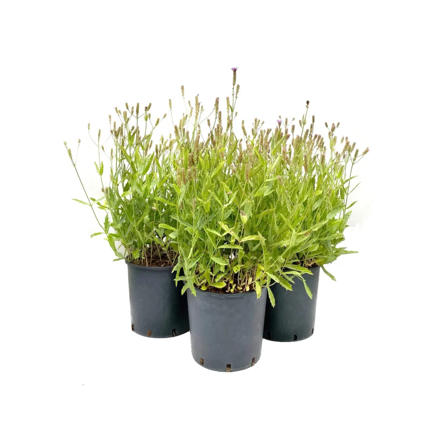 Verbena bonariensis clt. 10