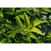 Viburnum lucidum - Viburno