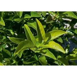 Viburnum lucidum - Viburno