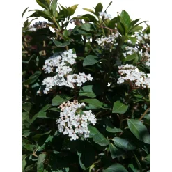 Viburnum tinus Eve Price